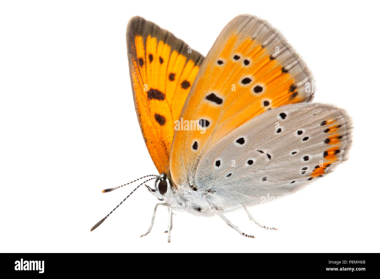female large copper isolated against a white background Stock Photo