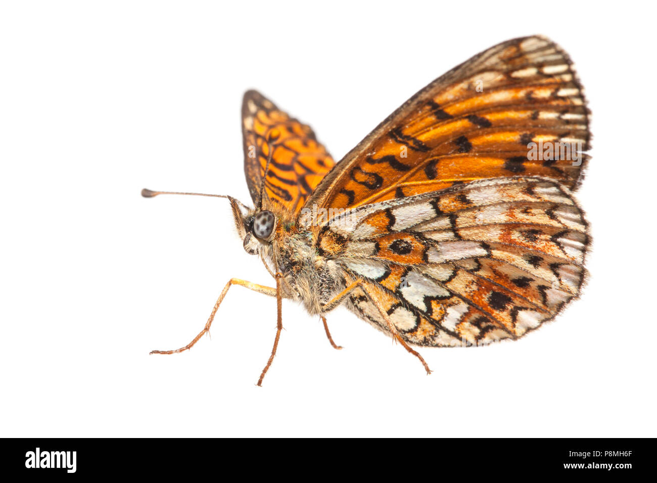 small pearl-bordered fritillary isolated against a white background Stock Photo