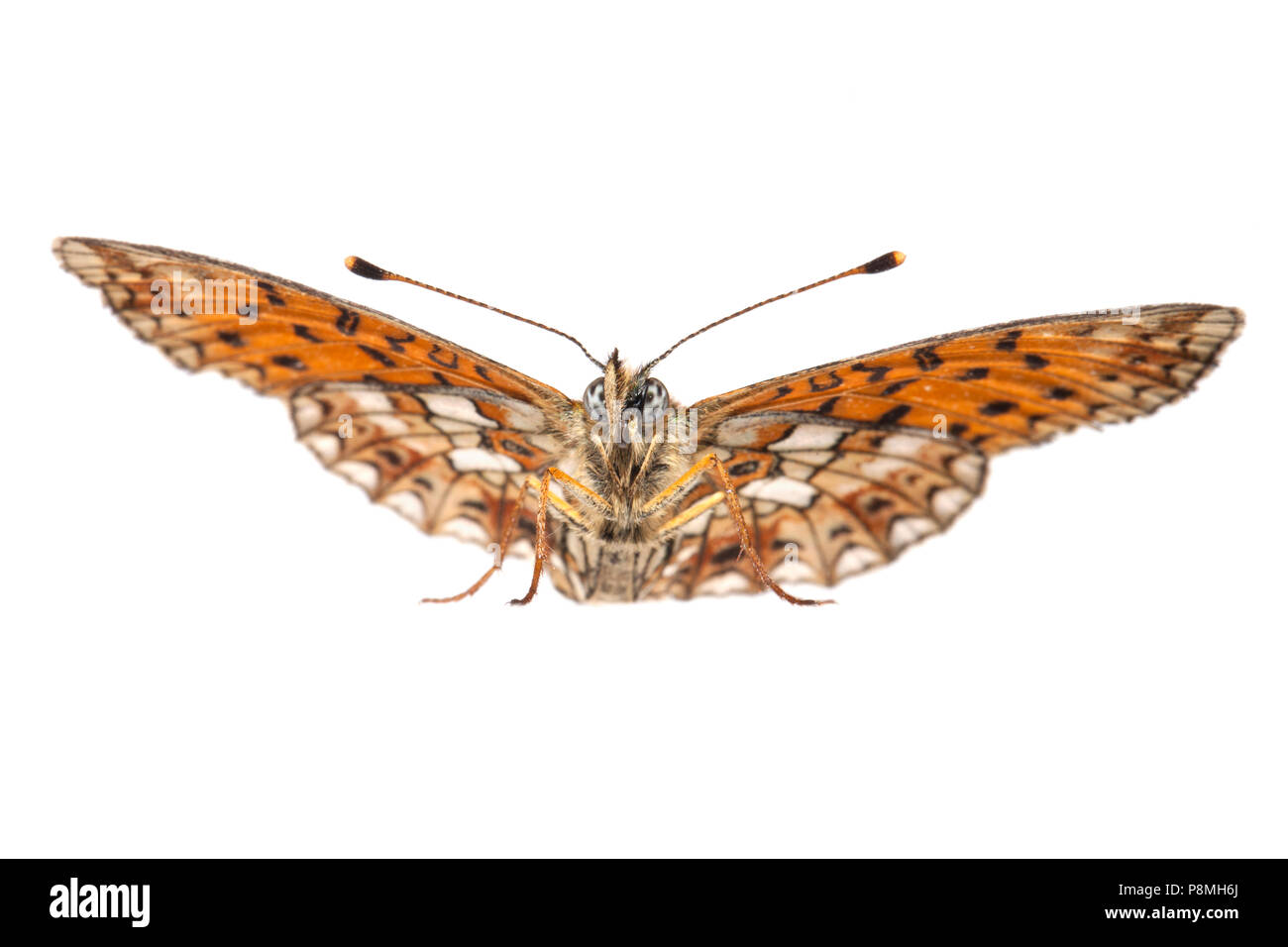 small pearl-bordered fritillary isolated against a white background Stock Photo