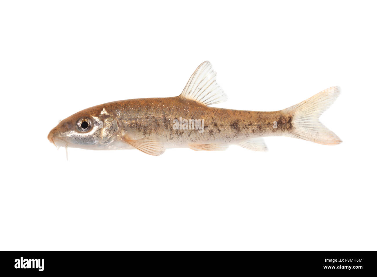 Barbel isolated against a white background Stock Photo