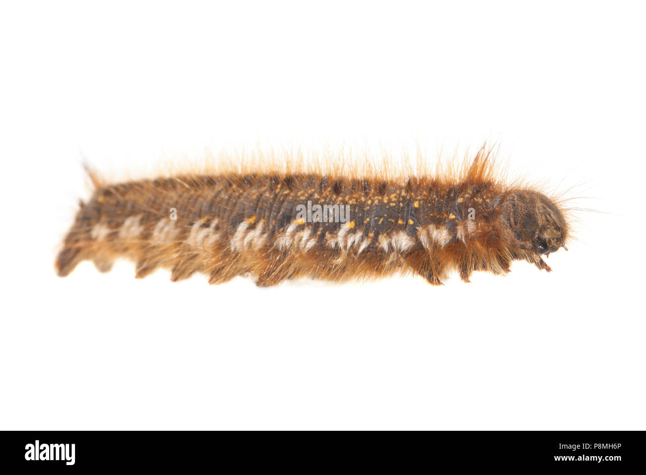 caterpillar of a drinker isolated against a white background Stock Photo