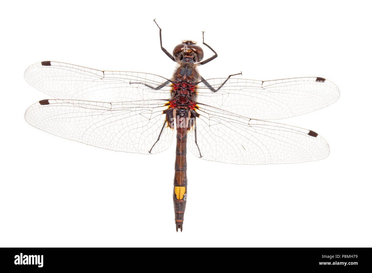 Large white-faced darter isolated against a white background Stock ...