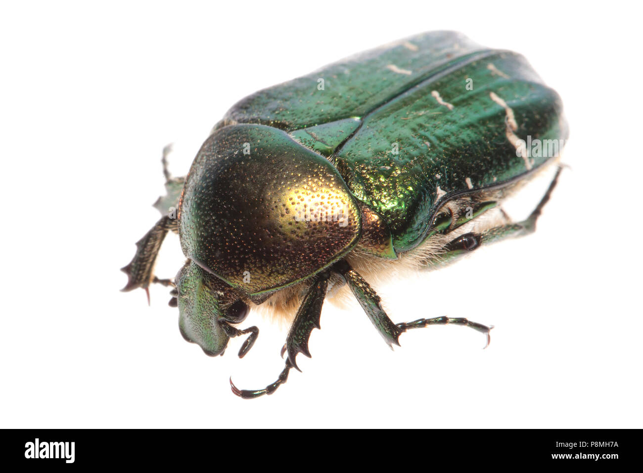 rose chafer isolated against a white background Stock Photo