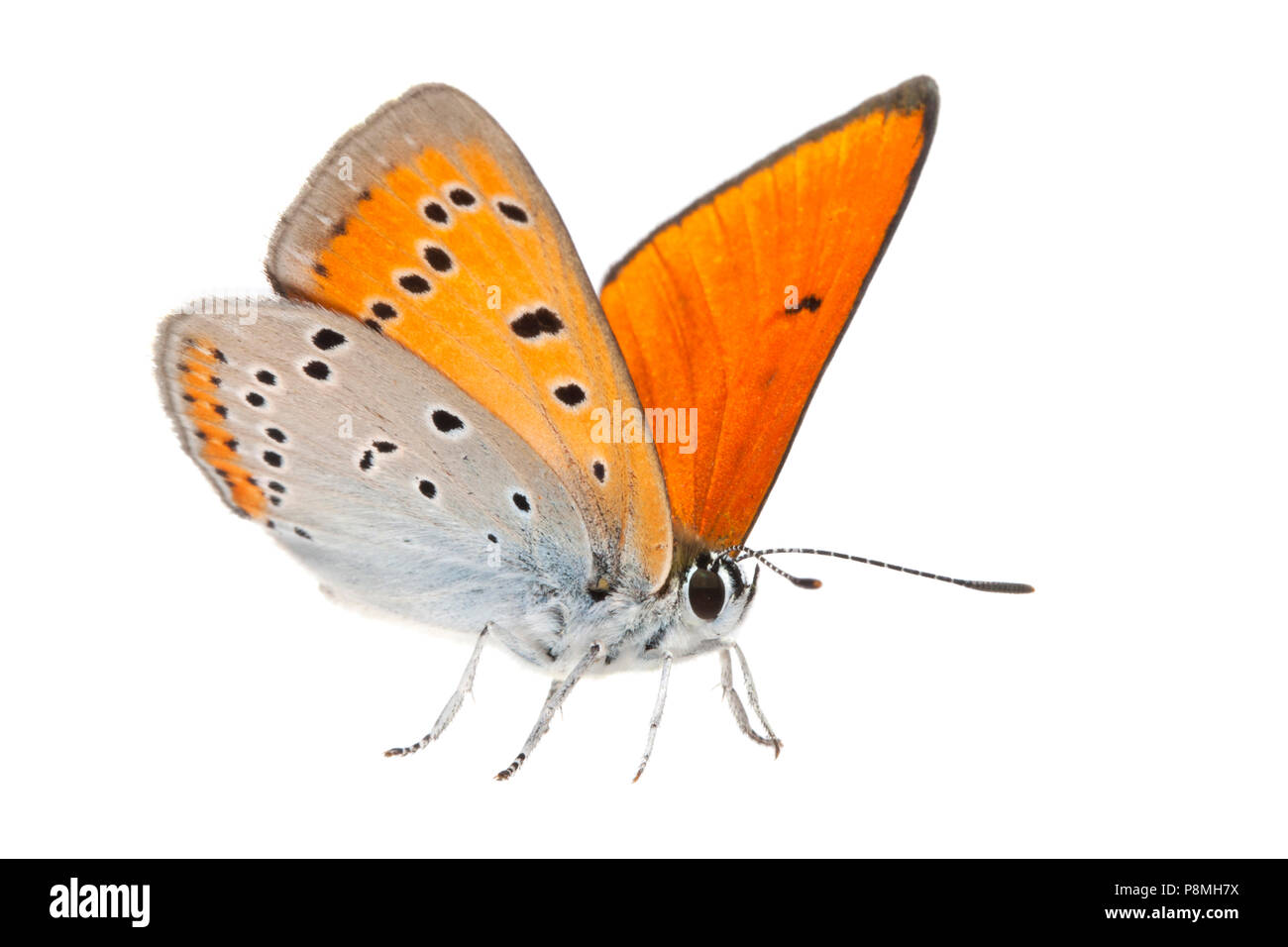 male large copper isolated against a white background Stock Photo