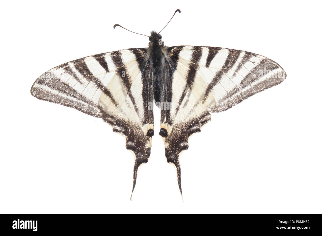 scarce swallowtail isolated against a white background Stock Photo