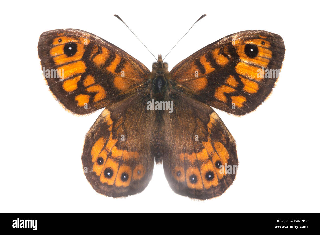 Wall brown isolated against a white background Stock Photo