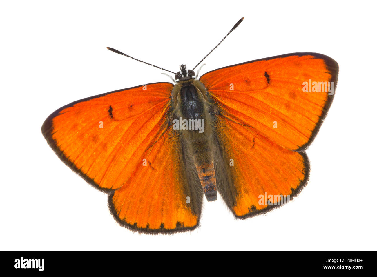 male large copper isolated against a white background Stock Photo