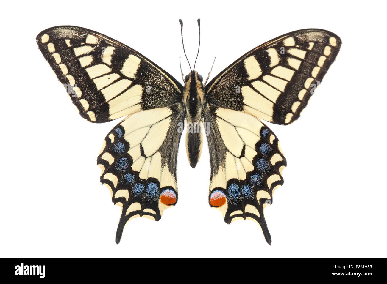 old world swallowtail isolated against a white background Stock Photo