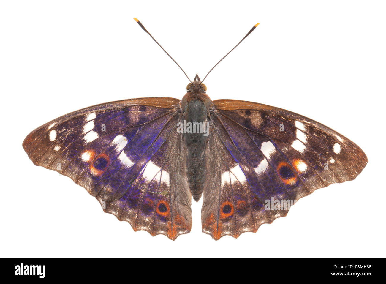 purple emperor isolated against a white background Stock Photo
