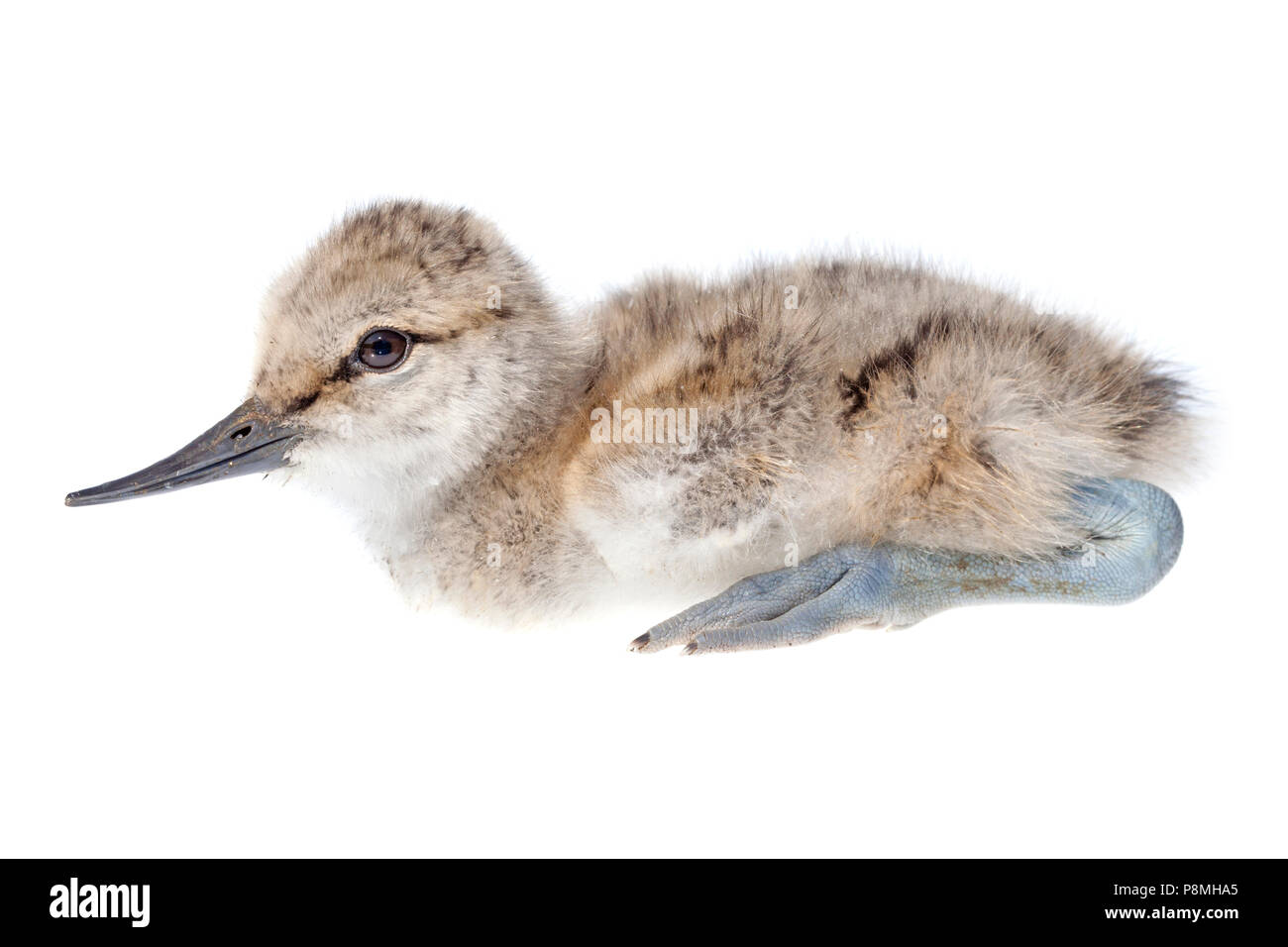 avocet chick isolated against a white background Stock Photo