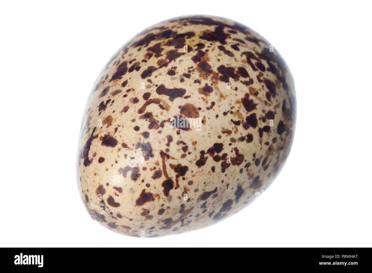 common redshank egg isolated against a white background Stock Photo