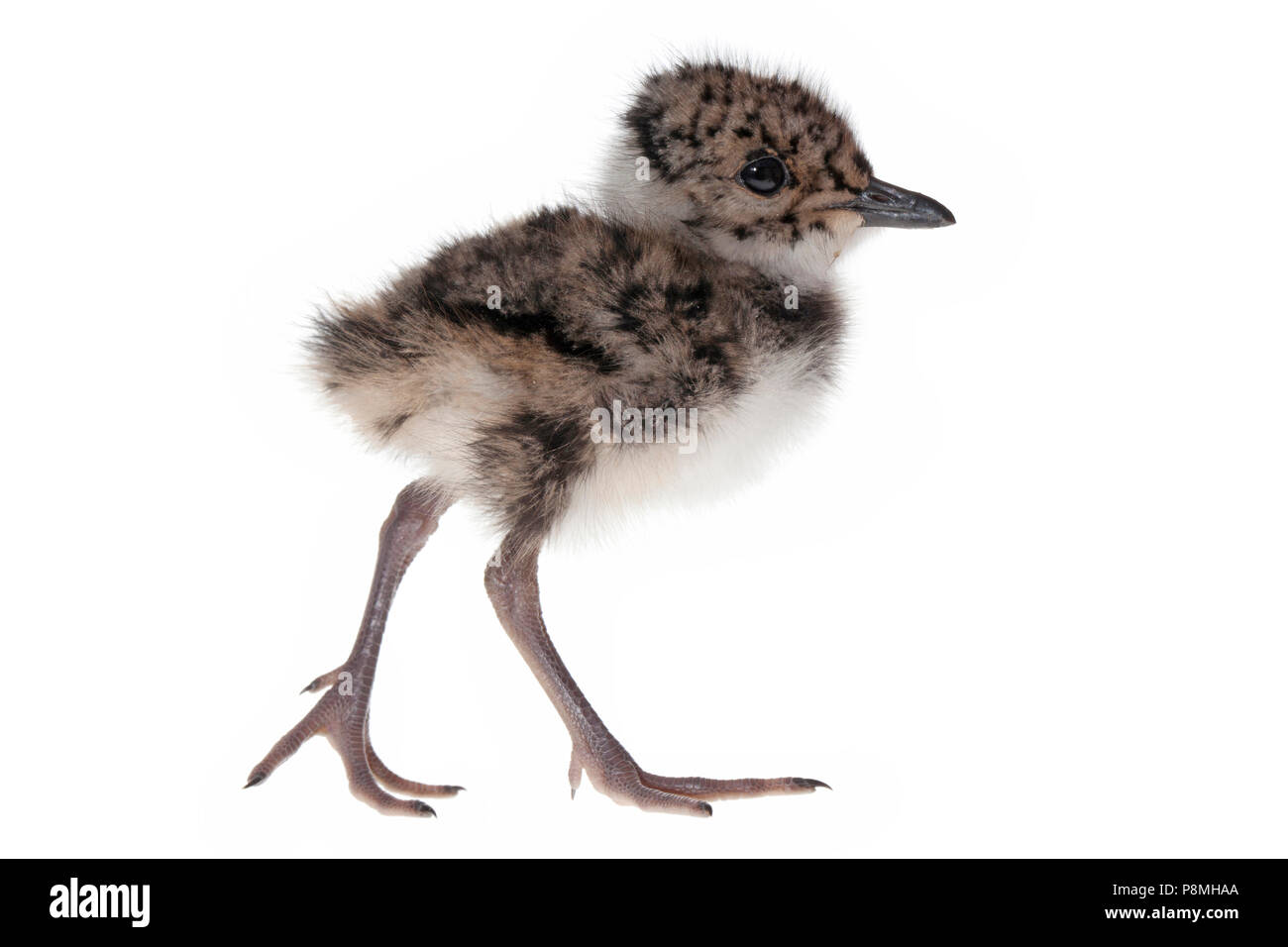 Northern lapwing chick isolated against a white background Stock Photo