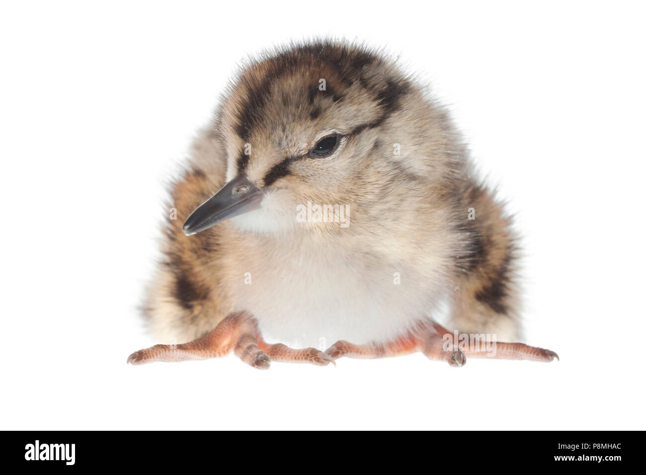 common redshank chick isolated against a white background Stock Photo