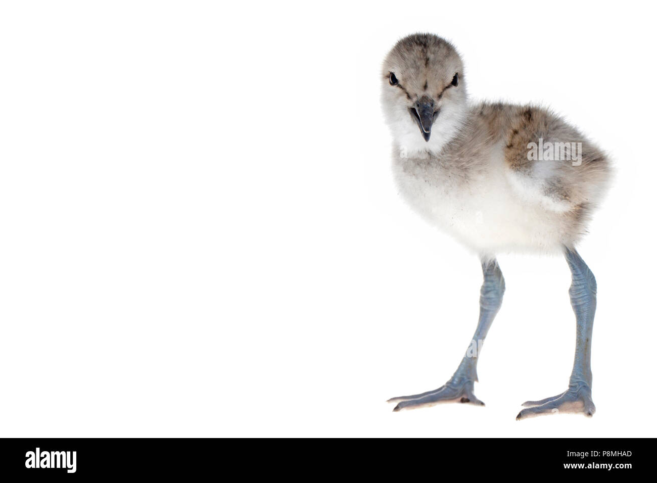 avocet chick isolated against a white background Stock Photo