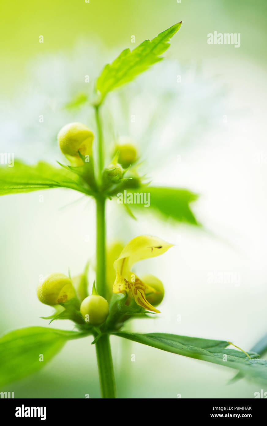 Yellow Archangel Stock Photo