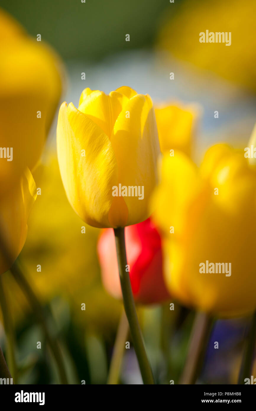 Yellow tulips -  Tulipa Gesneriana, a genus of perennial herbaceous bulbiferous geophytes Stock Photo