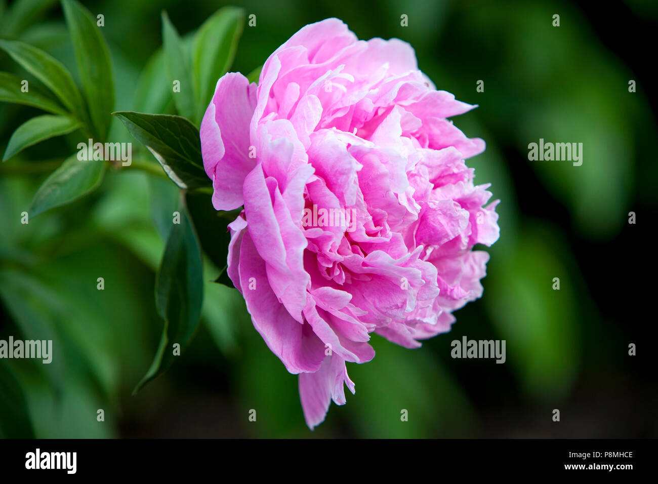 Pink Peony Flower - genus Paeonia, the only genus in the family Paeoniaceae Stock Photo