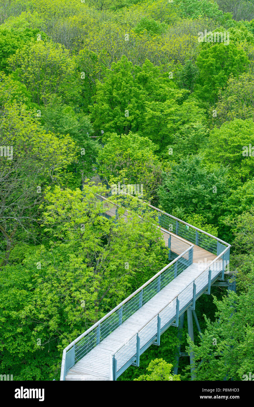 tree canopy path during spring Stock Photo