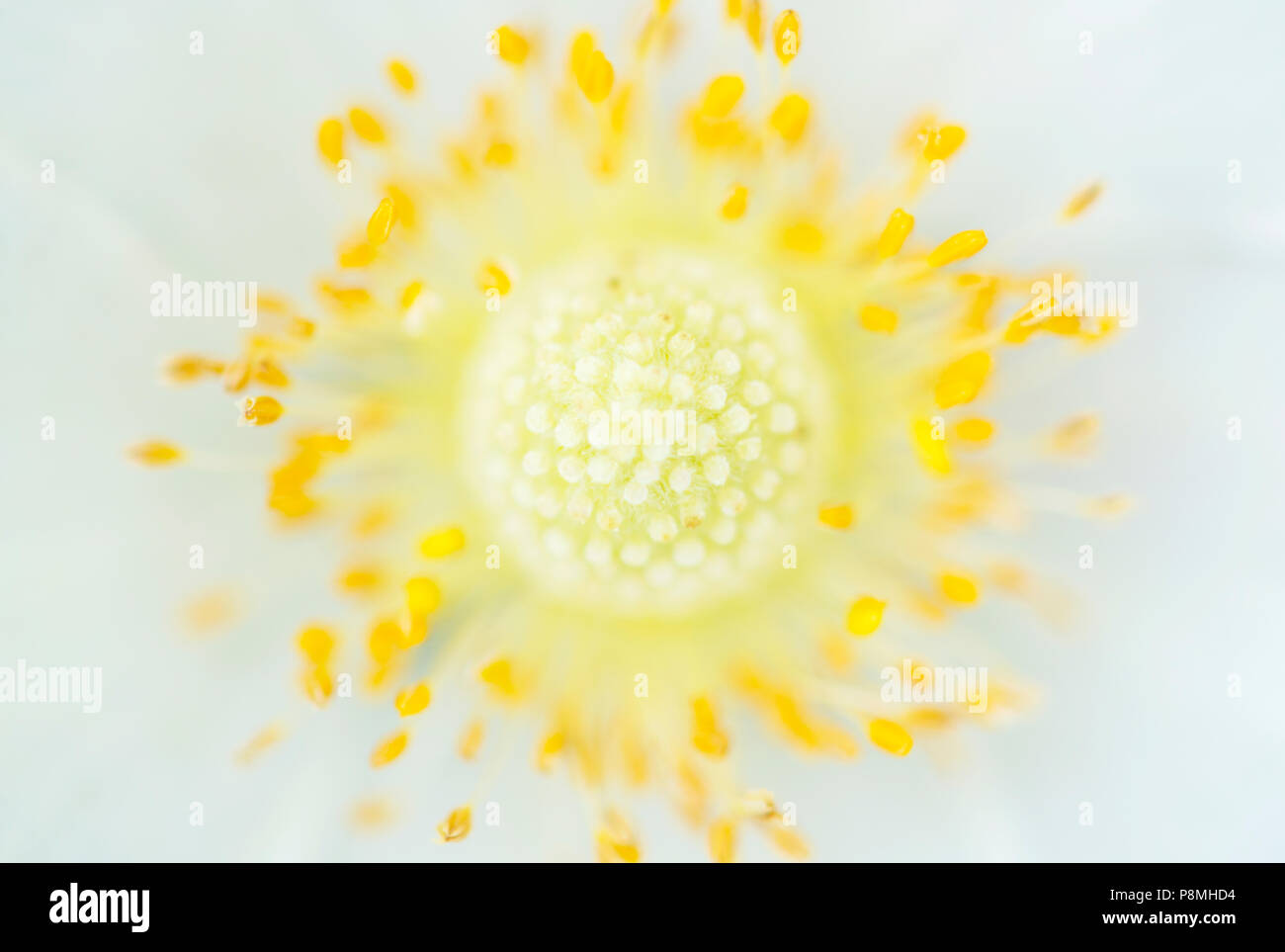 Snowdrop anemone Stock Photo
