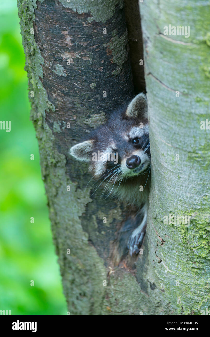 Raccoon in a dead beechtree Stock Photo