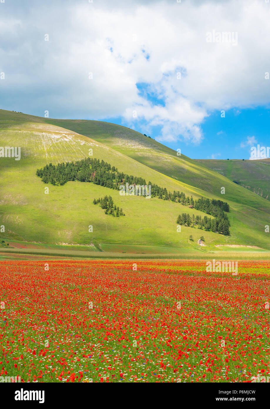 castelluccio-di-norcia-2018-umbria-italy-the-famous-landscape