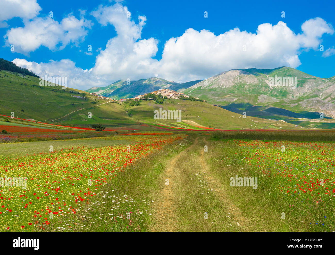 Castelluccio Di Norcia 2018 Umbria Italy The Famous Landscape castelluccio-di-norcia-2018-umbria-italy-the-famous-landscape