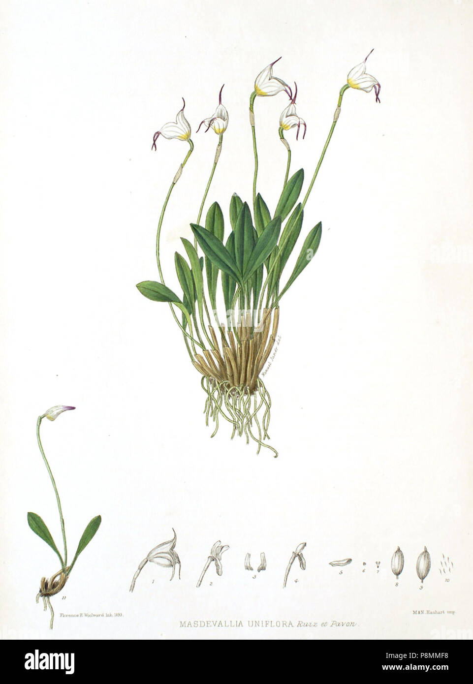 .   586 Woolward - The Genus Masdevallia - Masdevallia uniflora Stock Photo