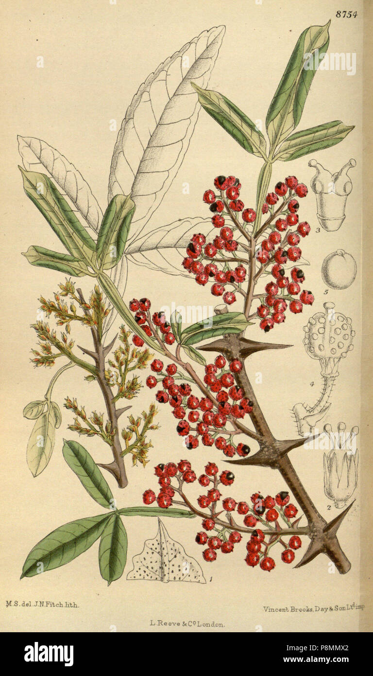 Zanthoxylum planispinum hires stock photography and images Alamy