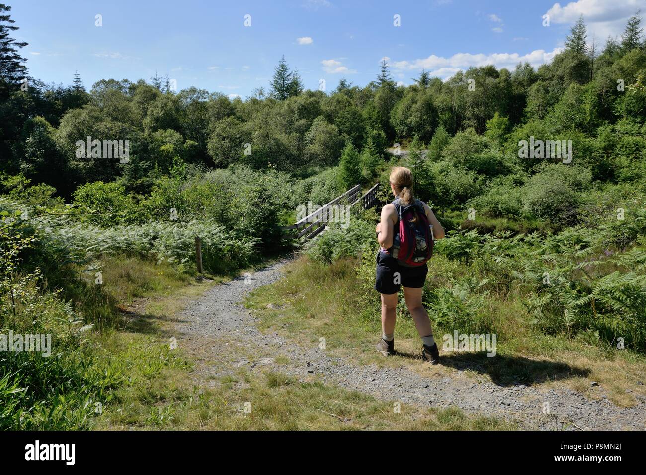 A woman walking in the Galloway Forest Park, Dumfries and Galloway, Scotland, UK, during summer Stock Photo