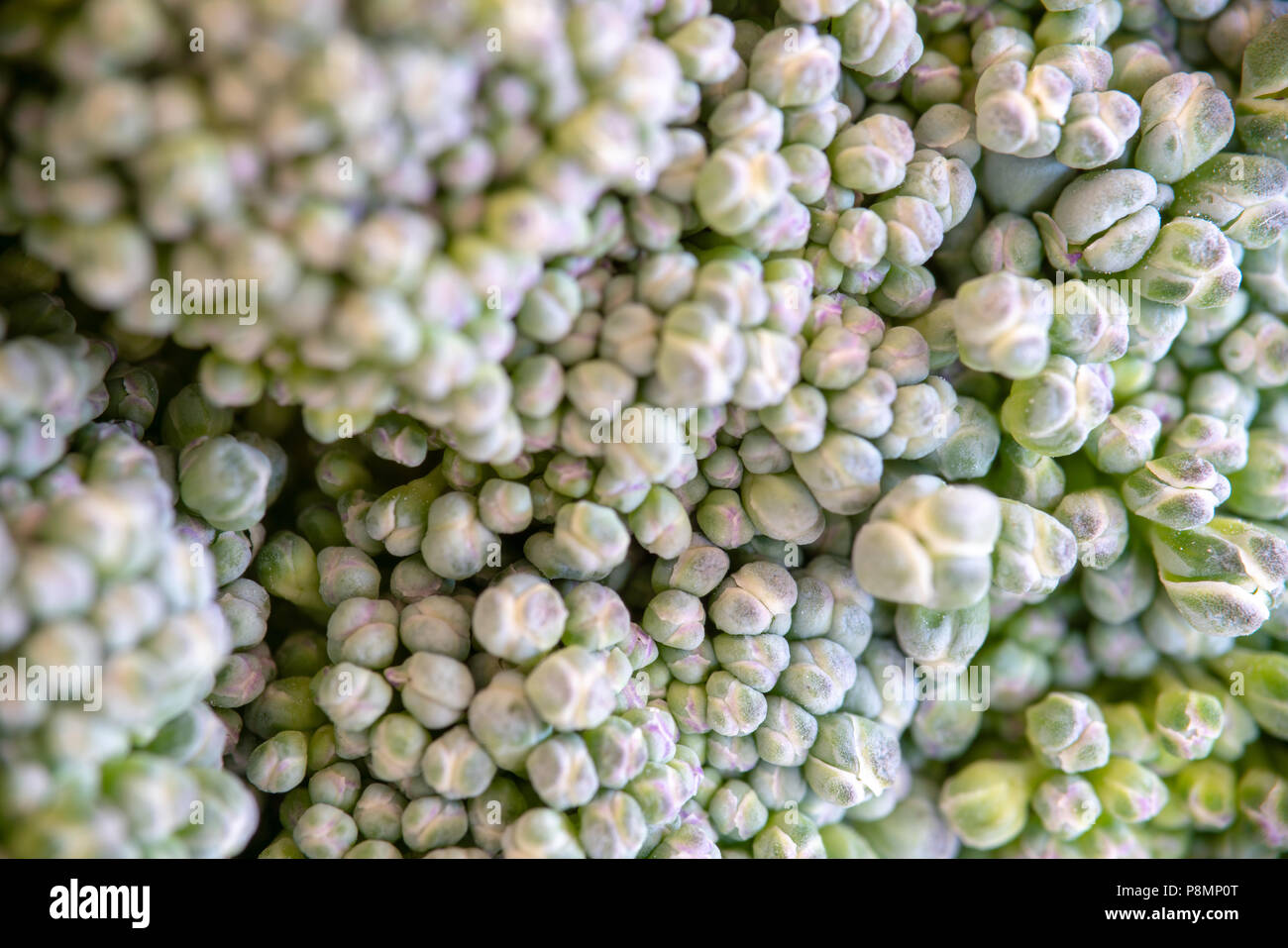 Macro details of a broccoli flowers Stock Photo Alamy