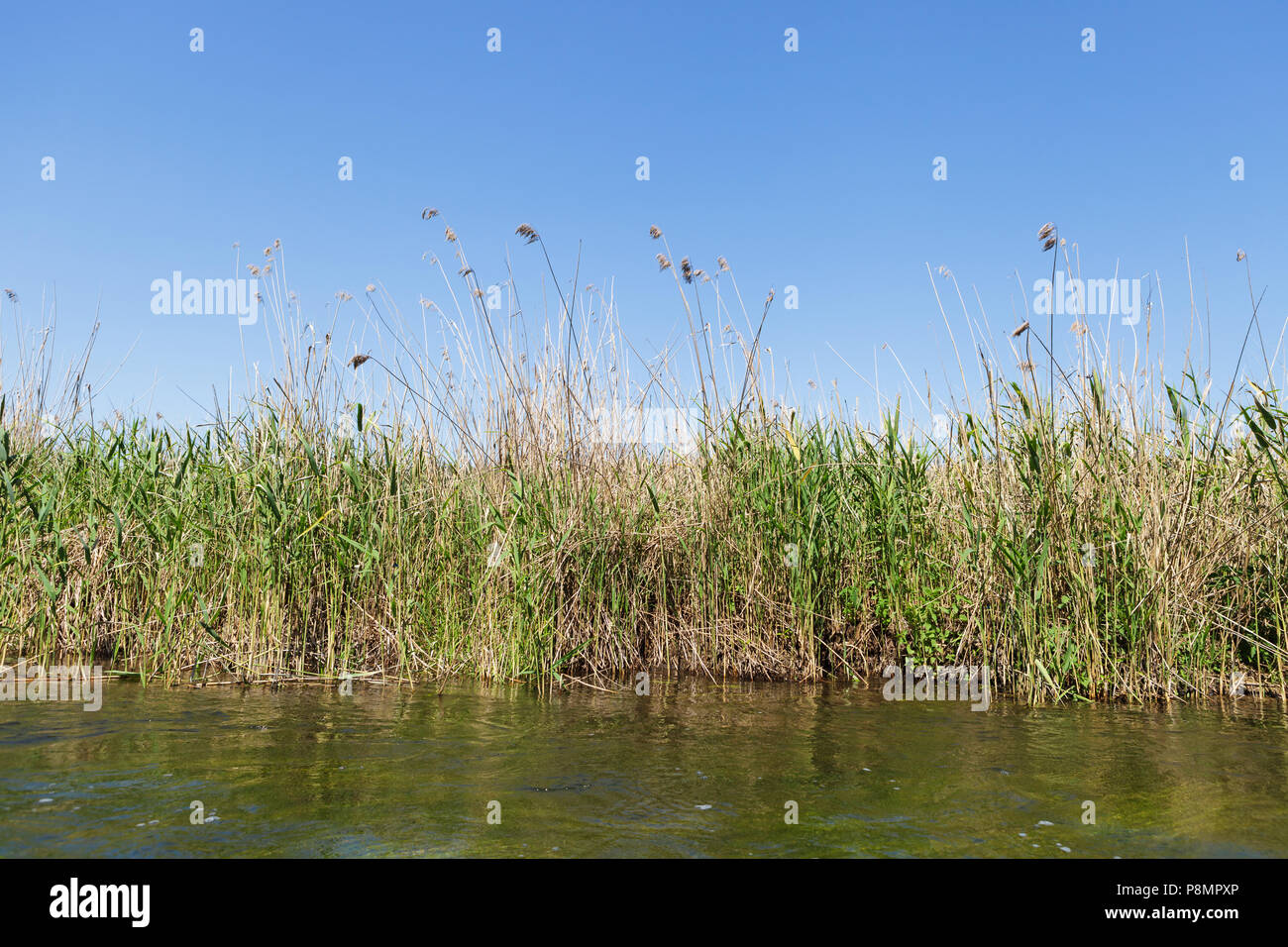 Rushes on the river bank Stock Photo