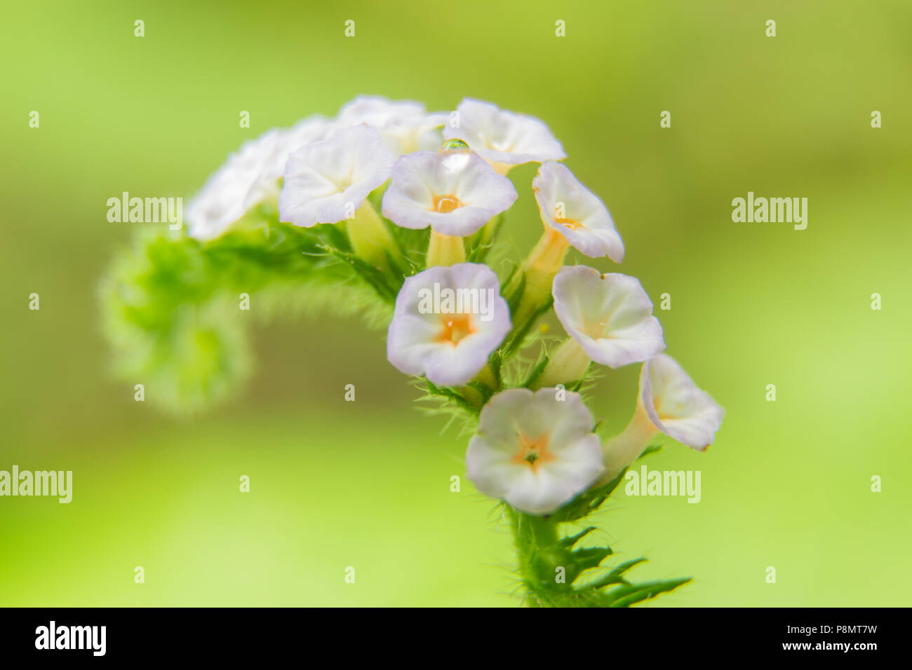 Blur focus closeup flower of Heliotropium indicum herb Stock Photo