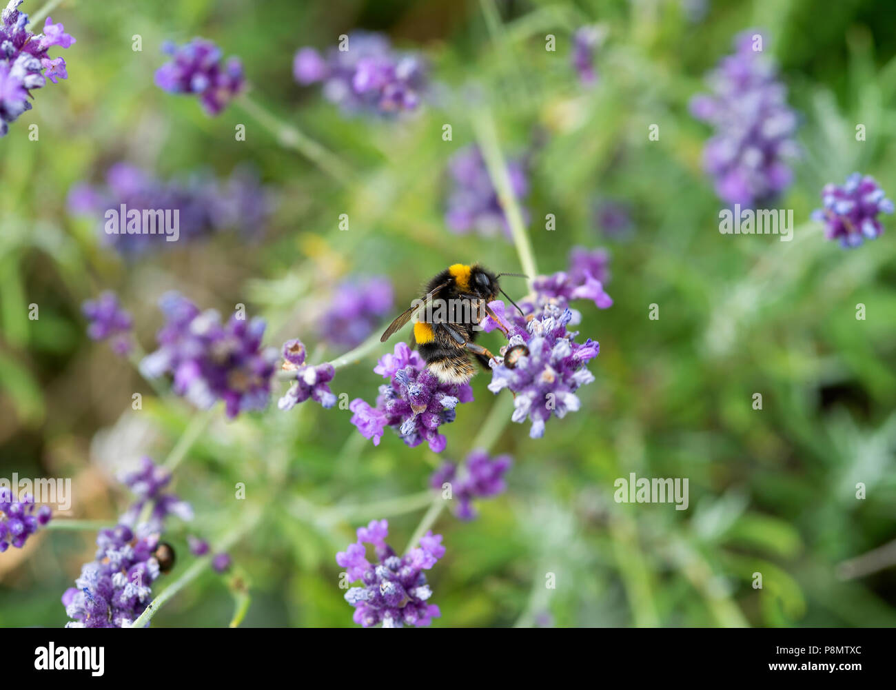 A Large Bumble Bee Looking for Pollen on a Lavender Flower to Feed on in a Garden in Alsager Cheshire England United Kingdom UK Stock Photo