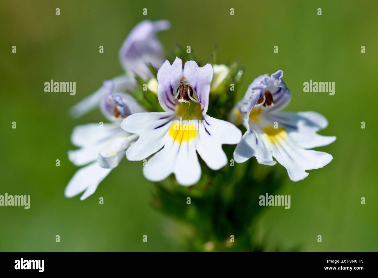 Eyebright (euphrasia nemorosa), close up of a solitary flower head against a plain green background. Stock Photo