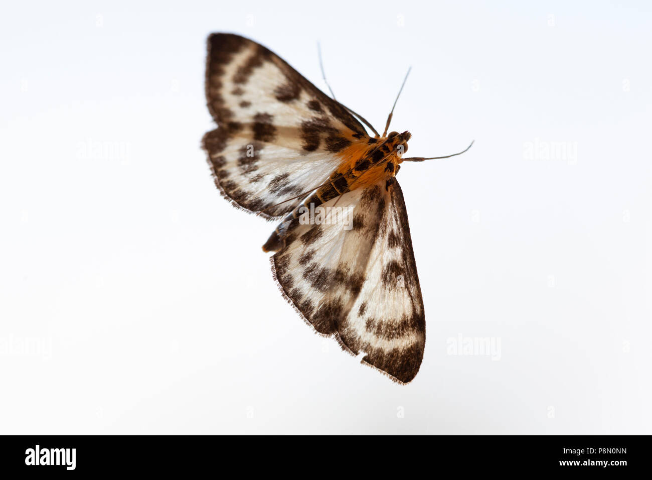 Small Magpie Moth (Eurrhypara hortulata) backlit on white background, Berkshire, England, United Kingdom, Europe Stock Photo