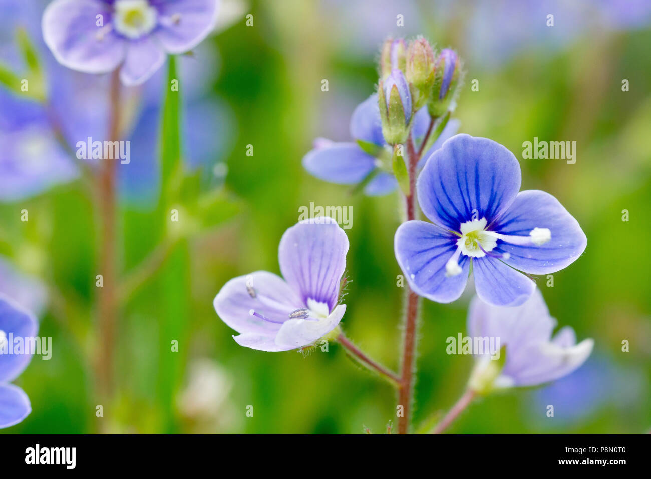 Germander Speedwell (veronica chamaedrys), close up of a single flowering spike with low depth of field. Stock Photo