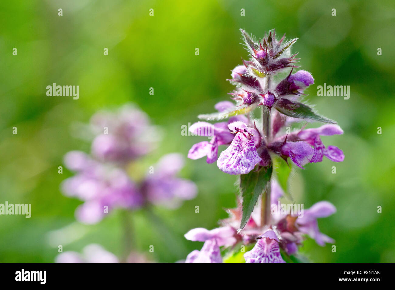 Marsh Woundwort (stachys palustris), close up of a solitary spike of flowers. Stock Photo