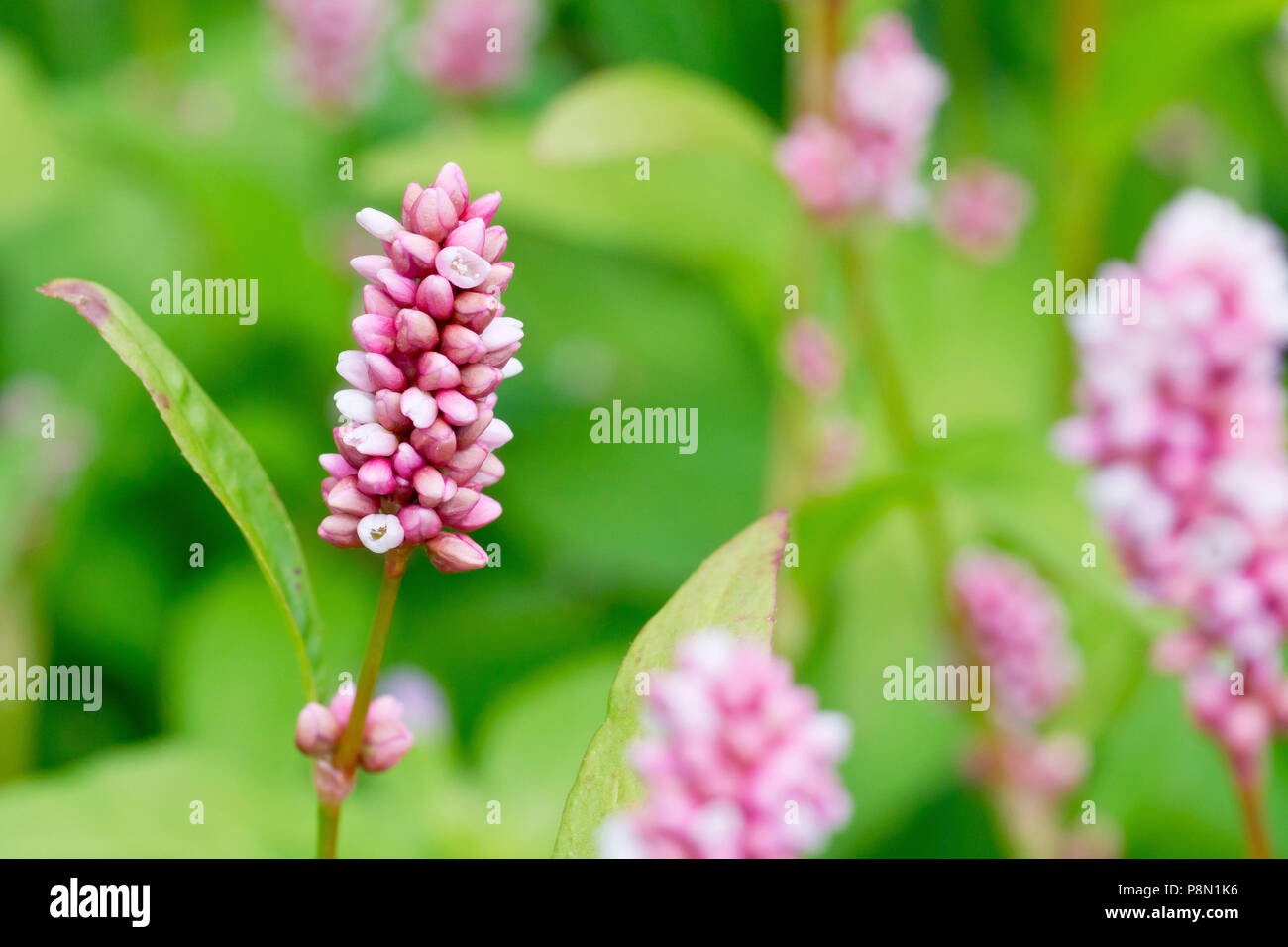 Persicaria, or Redshank, (polygonum persicaria), close up of a single flower head amongst many. Stock Photo