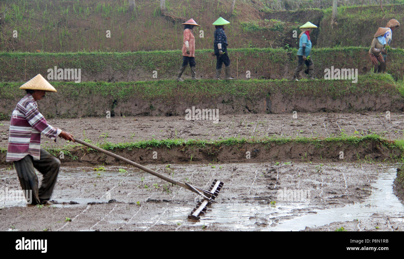 The farmer planting rice, Bandung, Indonesia, Asia Stock Photo - Alamy