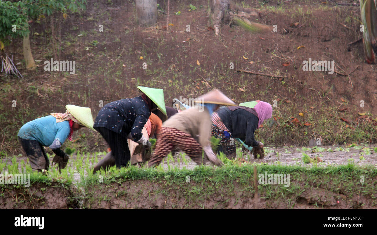 The farmer planting rice, Bandung, Indonesia, Asia Stock Photo - Alamy