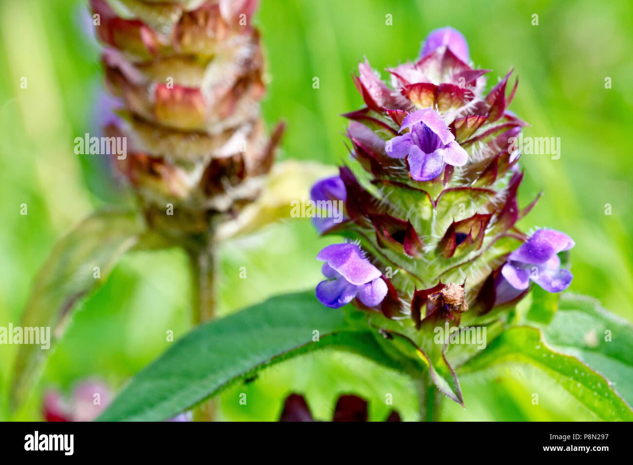 Selfheal (prunella vulgaris), close up of a single flower head with a second in the background. Stock Photo