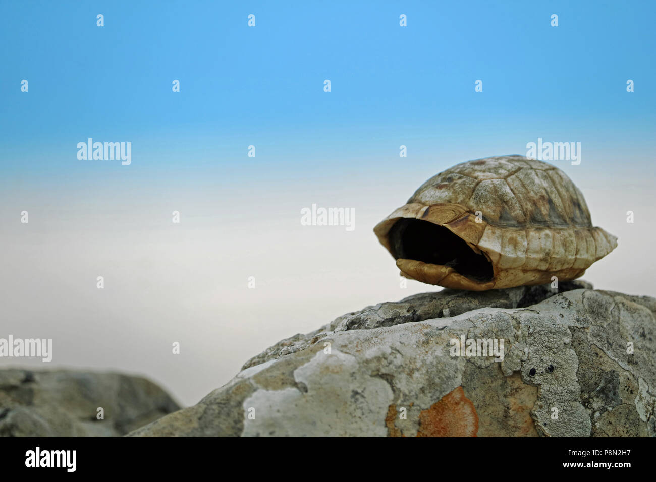 Empty little turtle shell of Testudo hermanni on stone with blue cloudy sky in background Stock Photo