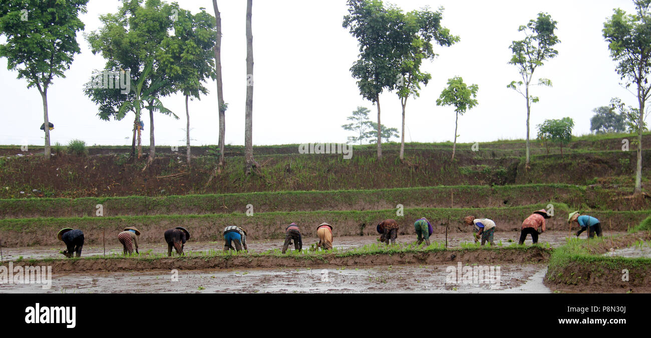 The farmer planting rice, Bandung, Indonesia, Asia Stock Photo - Alamy