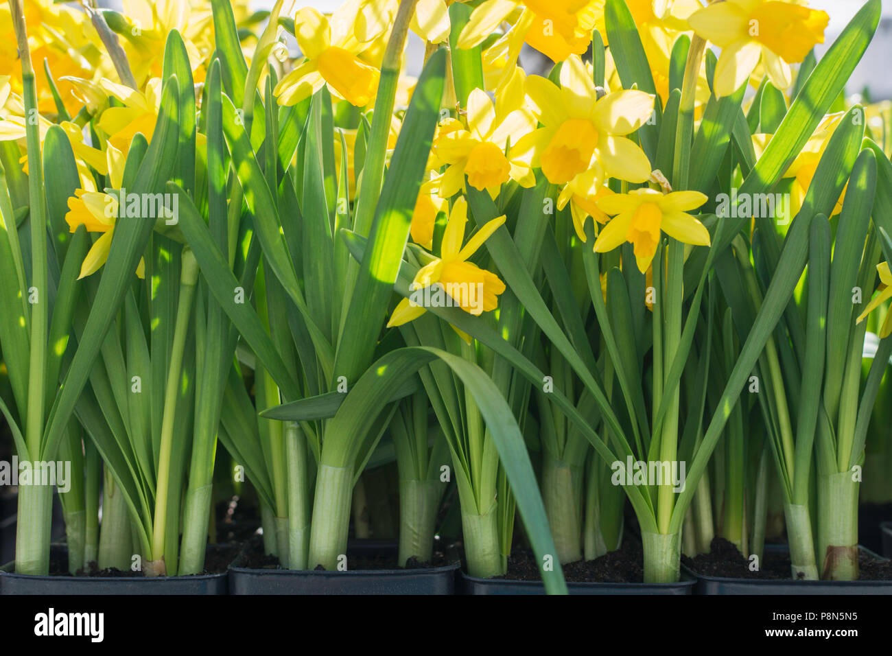Image of yellow daffodil hires stock photography and images Alamy