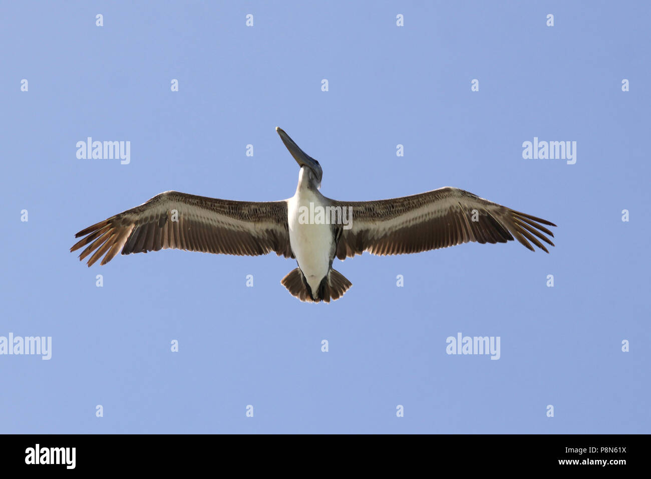 Flying pelican in Varadero Cuba Stock Photo
