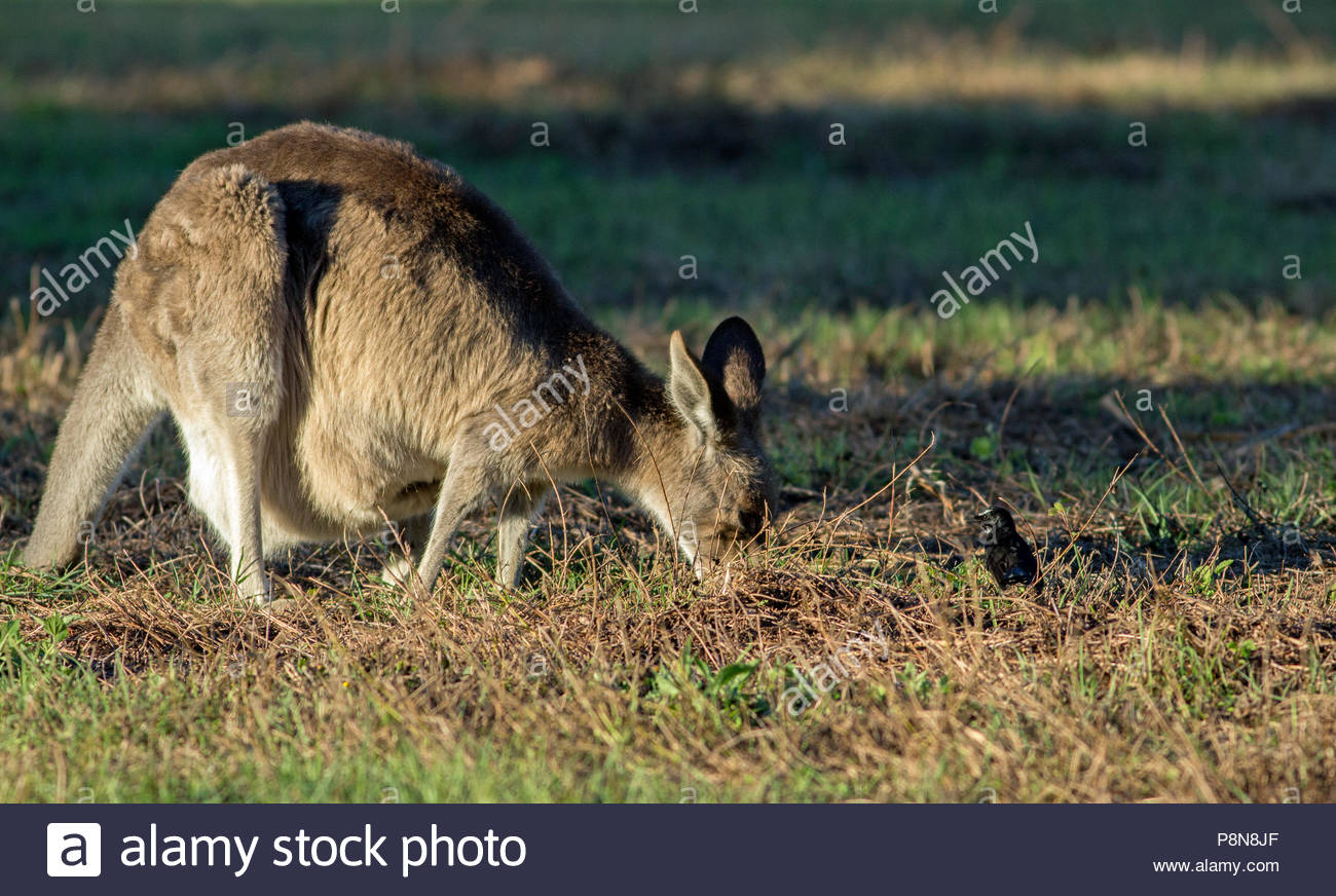 Kangaroo Hunting Stock Photos & Kangaroo Hunting Stock Images Alamy