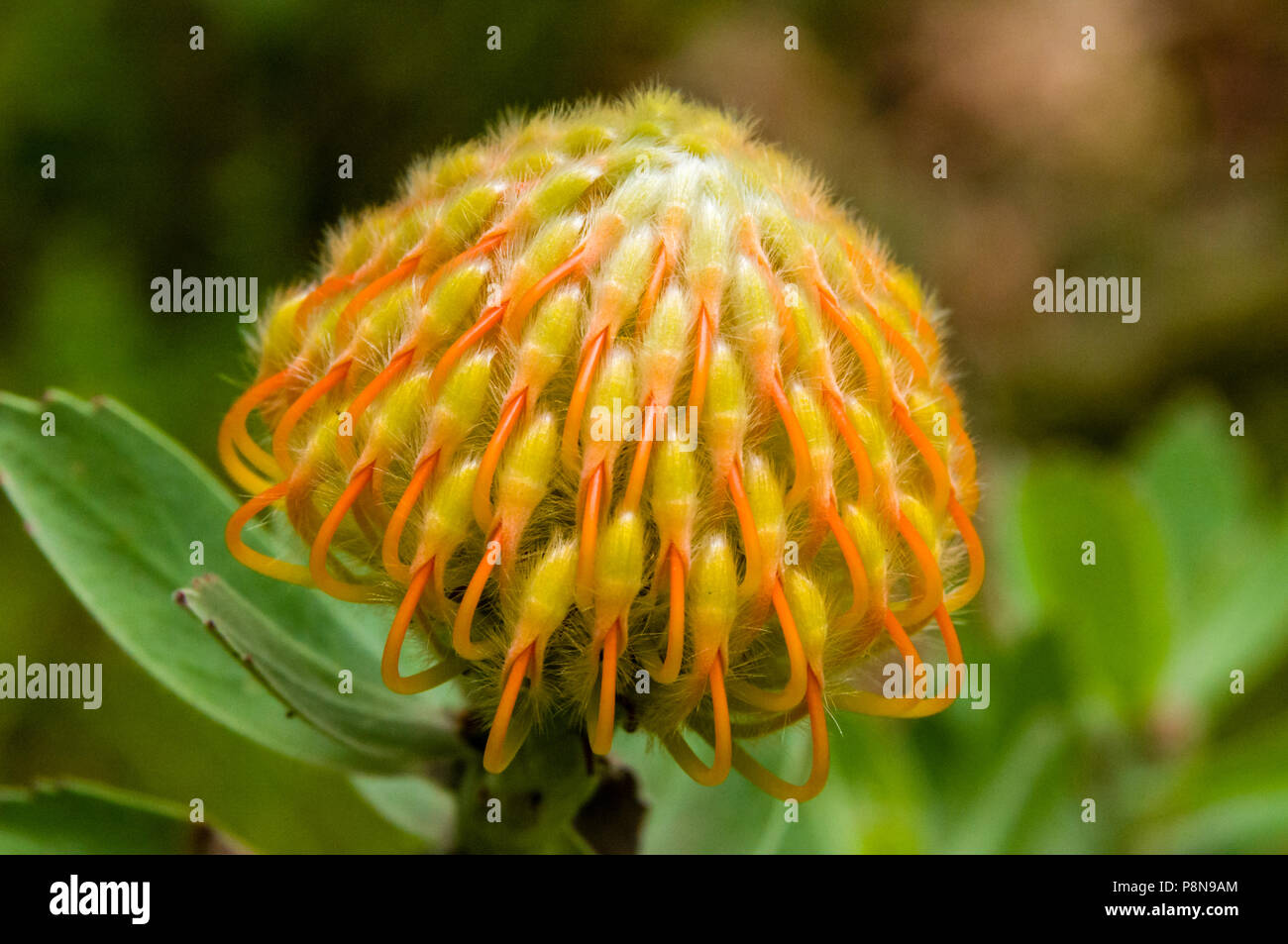 Pincushion Protea Stock Photo