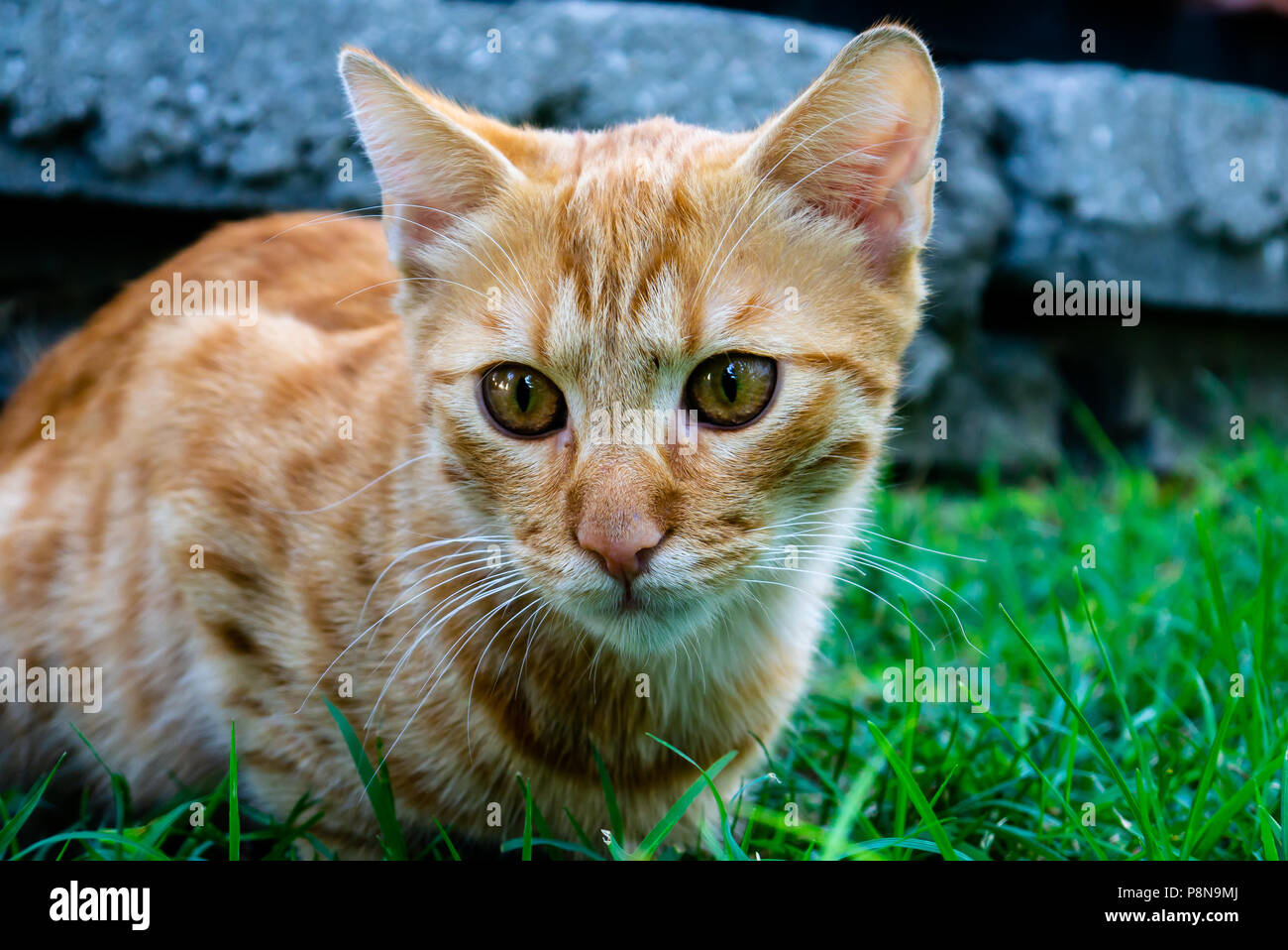 Catcontent hi-res stock photography and images - Alamy