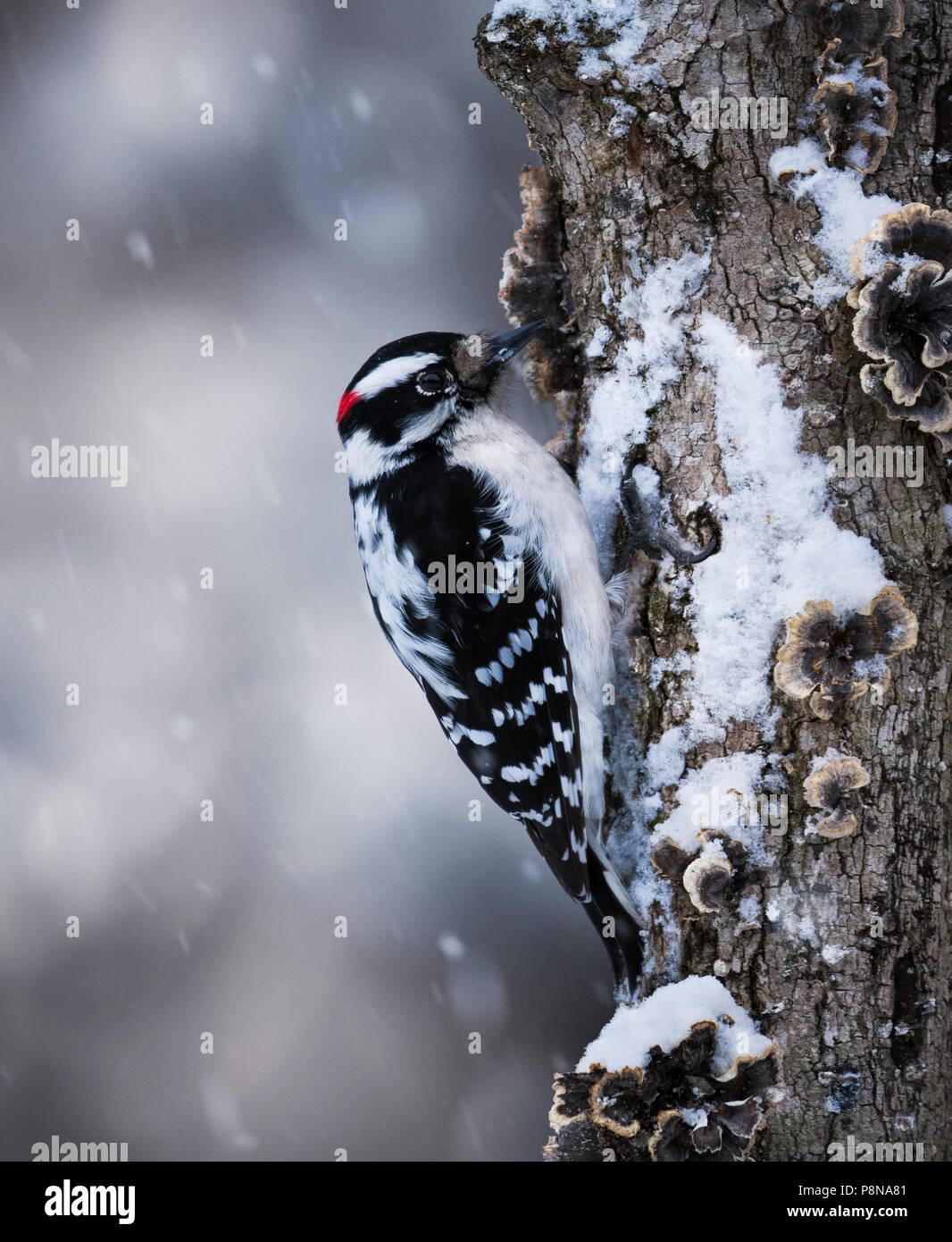 Woodpeckers pecking in tree hi-res stock photography and images - Alamy