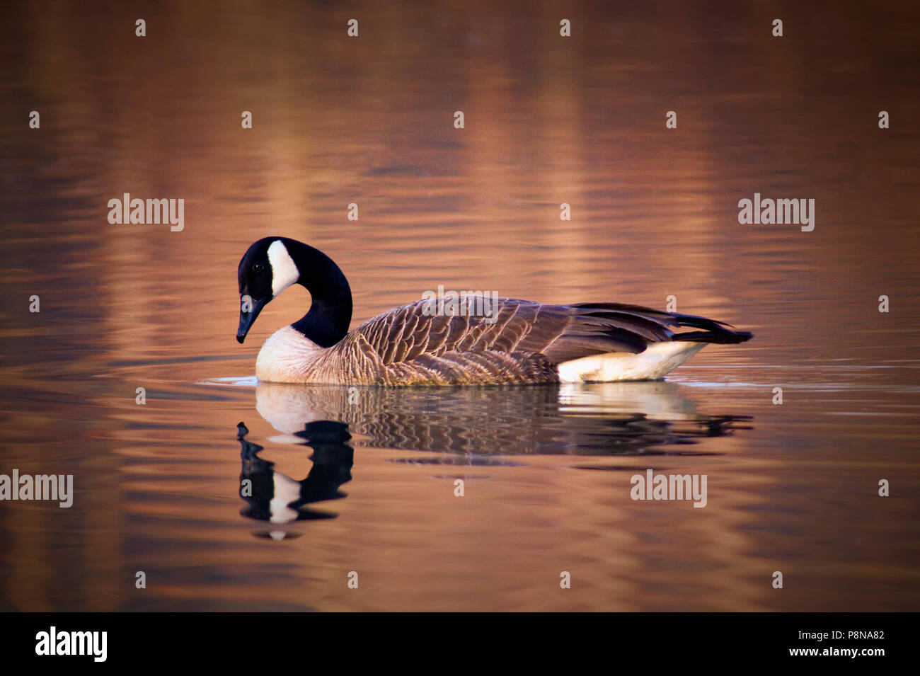 A Canadian goose silhouetted against warm autumn tones reflected in the water on a frosty morning. Stock Photo